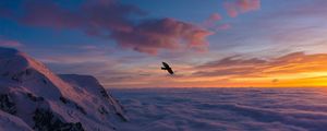 Preview wallpaper bird, wings, clouds, flight, sunset