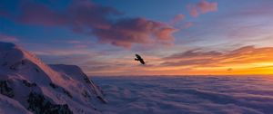 Preview wallpaper bird, wings, clouds, flight, sunset