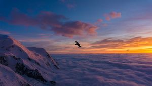 Preview wallpaper bird, wings, clouds, flight, sunset