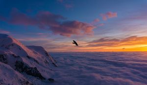 Preview wallpaper bird, wings, clouds, flight, sunset