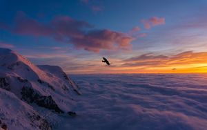 Preview wallpaper bird, wings, clouds, flight, sunset