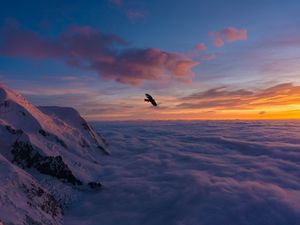 Preview wallpaper bird, wings, clouds, flight, sunset