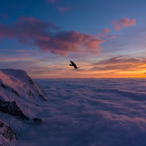 Preview wallpaper bird, wings, clouds, flight, sunset