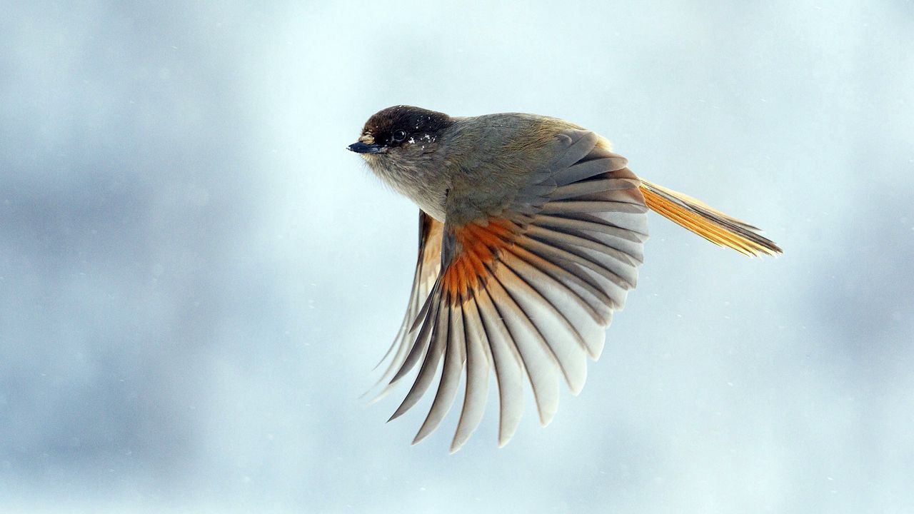 Wallpaper bird, wings, flap, flight
