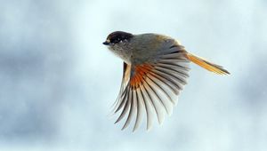 Preview wallpaper bird, wings, flap, flight