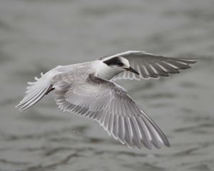 Preview wallpaper bird, wings, flap