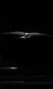 Preview wallpaper bird, wings, flight, dark