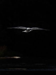 Preview wallpaper bird, wings, flight, dark