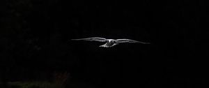 Preview wallpaper bird, wings, flight, dark