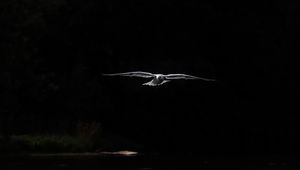 Preview wallpaper bird, wings, flight, dark