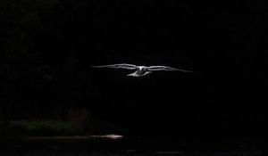 Preview wallpaper bird, wings, flight, dark
