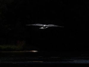 Preview wallpaper bird, wings, flight, dark