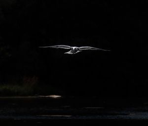 Preview wallpaper bird, wings, flight, dark