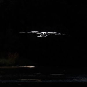 Preview wallpaper bird, wings, flight, dark