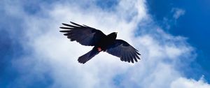 Preview wallpaper bird, wings, flight, clouds, mountains, wildlife