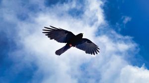 Preview wallpaper bird, wings, flight, clouds, mountains, wildlife