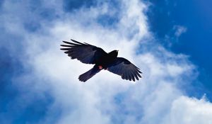 Preview wallpaper bird, wings, flight, clouds, mountains, wildlife