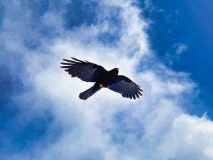 Preview wallpaper bird, wings, flight, clouds, mountains, wildlife