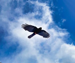 Preview wallpaper bird, wings, flight, clouds, mountains, wildlife