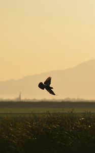 Preview wallpaper bird, wings, flight, field