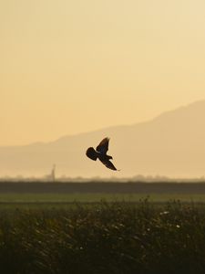 Preview wallpaper bird, wings, flight, field