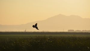 Preview wallpaper bird, wings, flight, field