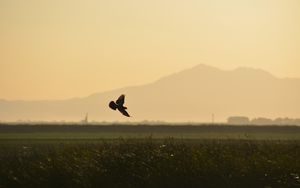 Preview wallpaper bird, wings, flight, field