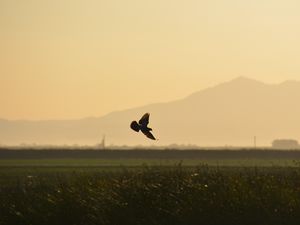 Preview wallpaper bird, wings, flight, field