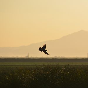 Preview wallpaper bird, wings, flight, field