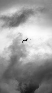 Preview wallpaper bird, wings, flight, clouds
