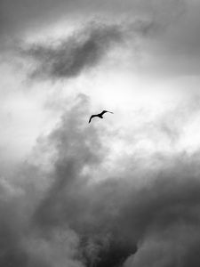 Preview wallpaper bird, wings, flight, clouds