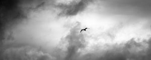 Preview wallpaper bird, wings, flight, clouds