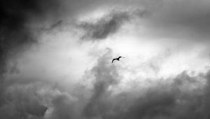 Preview wallpaper bird, wings, flight, clouds