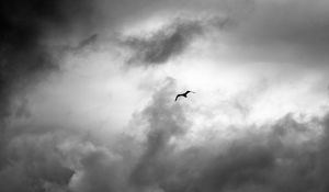 Preview wallpaper bird, wings, flight, clouds