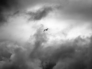 Preview wallpaper bird, wings, flight, clouds