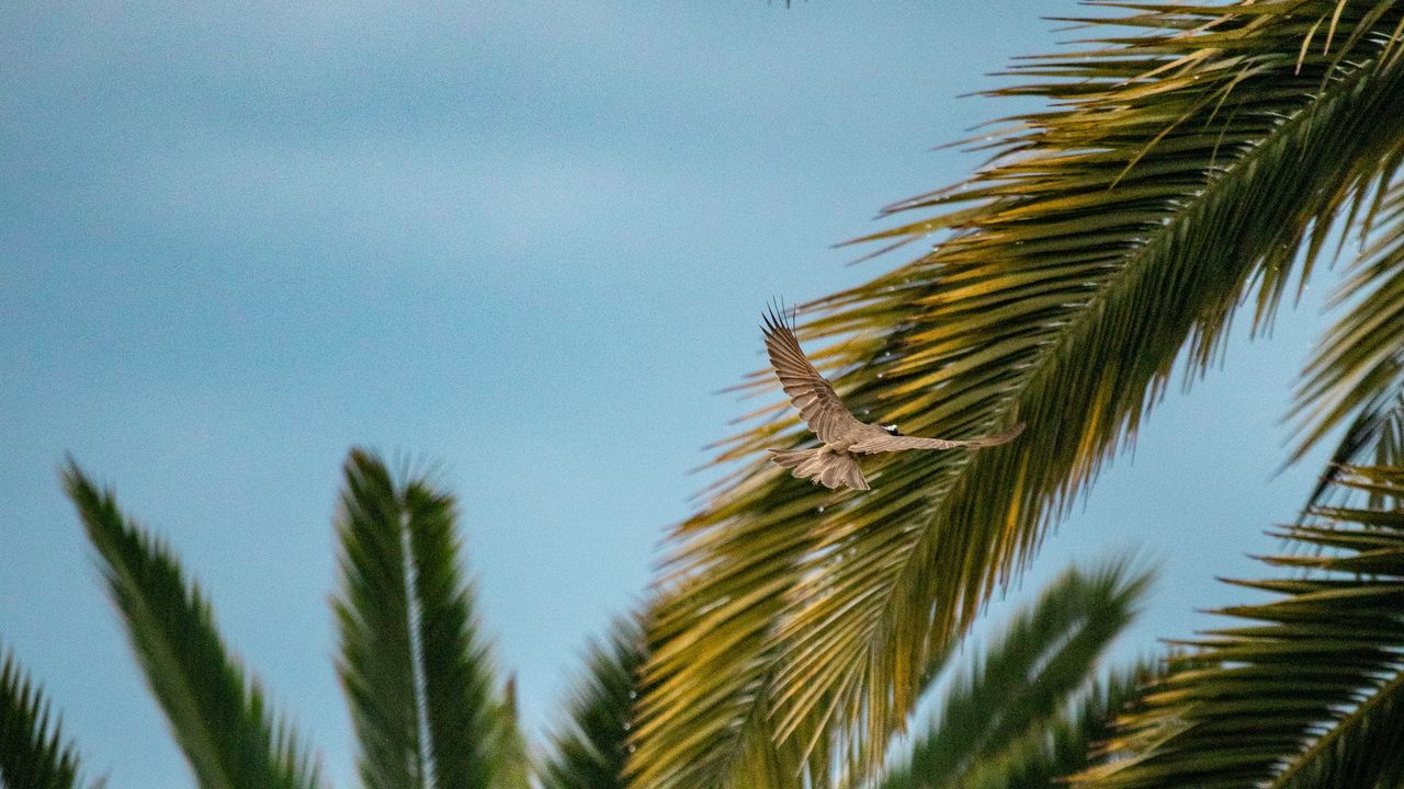 Wallpaper bird, wings, leaves, palm trees