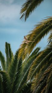 Preview wallpaper bird, wings, leaves, palm trees