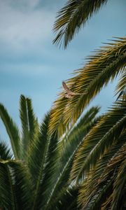 Preview wallpaper bird, wings, leaves, palm trees