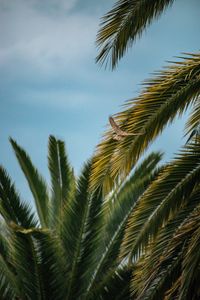 Preview wallpaper bird, wings, leaves, palm trees