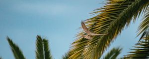 Preview wallpaper bird, wings, leaves, palm trees