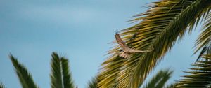 Preview wallpaper bird, wings, leaves, palm trees