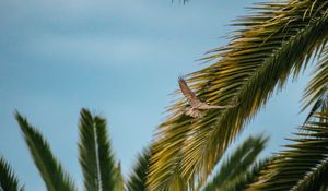 Preview wallpaper bird, wings, leaves, palm trees