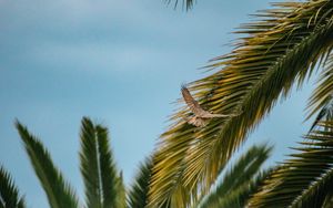 Preview wallpaper bird, wings, leaves, palm trees