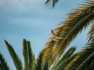 Preview wallpaper bird, wings, leaves, palm trees