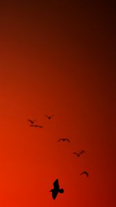 Preview wallpaper bird, wings, silhouette, flight, red