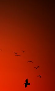 Preview wallpaper bird, wings, silhouette, flight, red