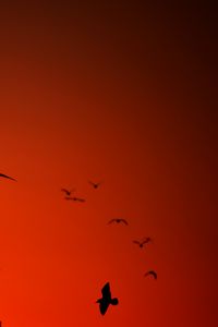 Preview wallpaper bird, wings, silhouette, flight, red