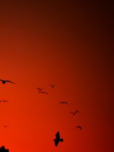 Preview wallpaper bird, wings, silhouette, flight, red