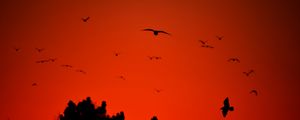 Preview wallpaper bird, wings, silhouette, flight, red