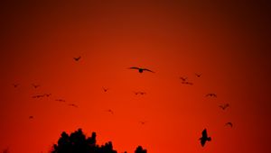 Preview wallpaper bird, wings, silhouette, flight, red